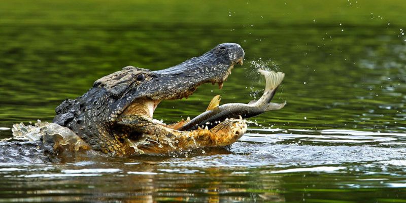 Nằm mơ thấy cá sấu: Điềm báo may mắn hay rủi ro?